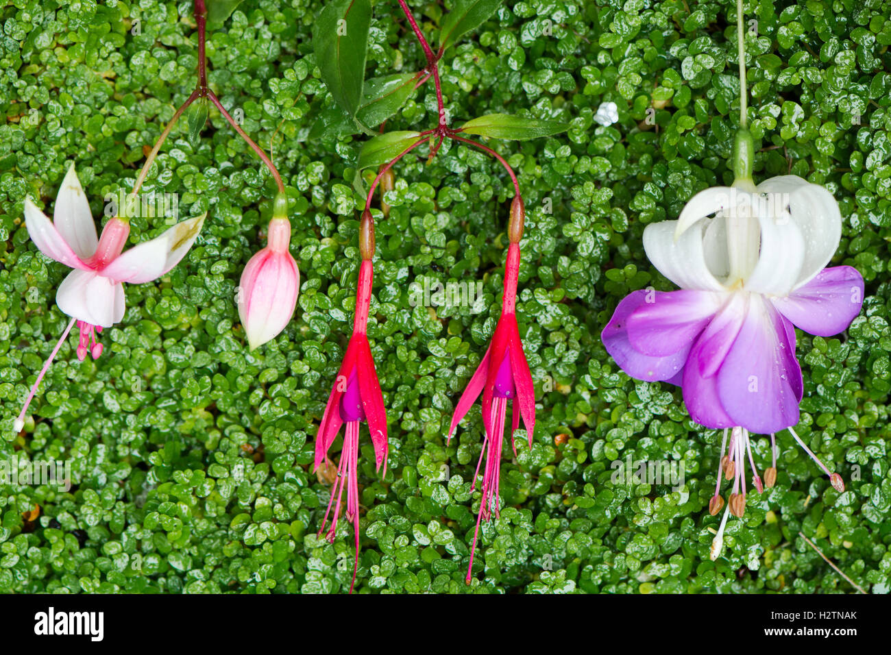 Varieties of Fuchsia flower. Pink, red and purple variations of flowers popular garden plant, showing diffferent shapes Stock Photo