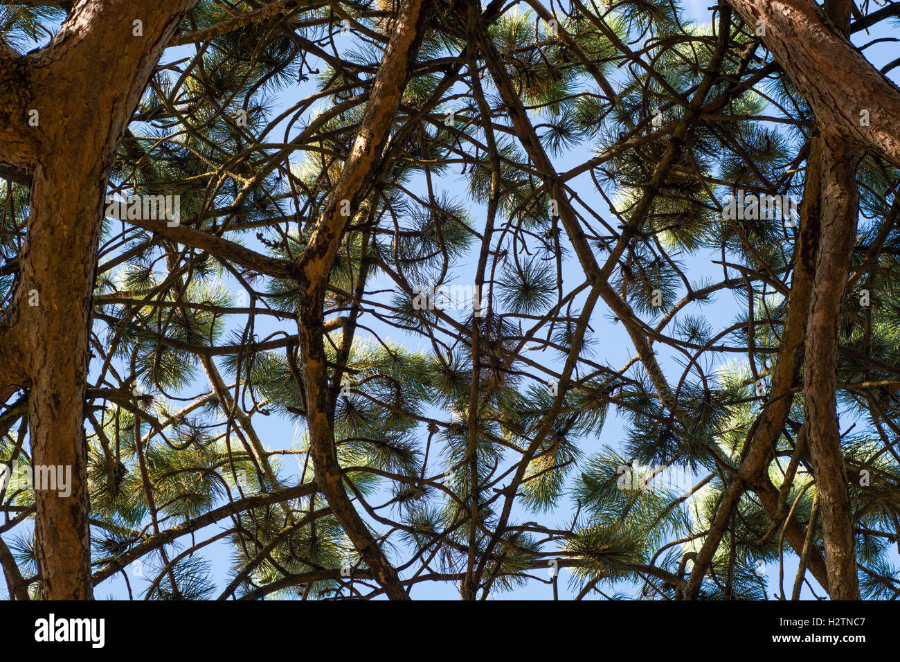 Scots pine (Pinus sylvestris) canopy branches. Looking up at branching coniferous tree with needles and cones with blue sky Stock Photo