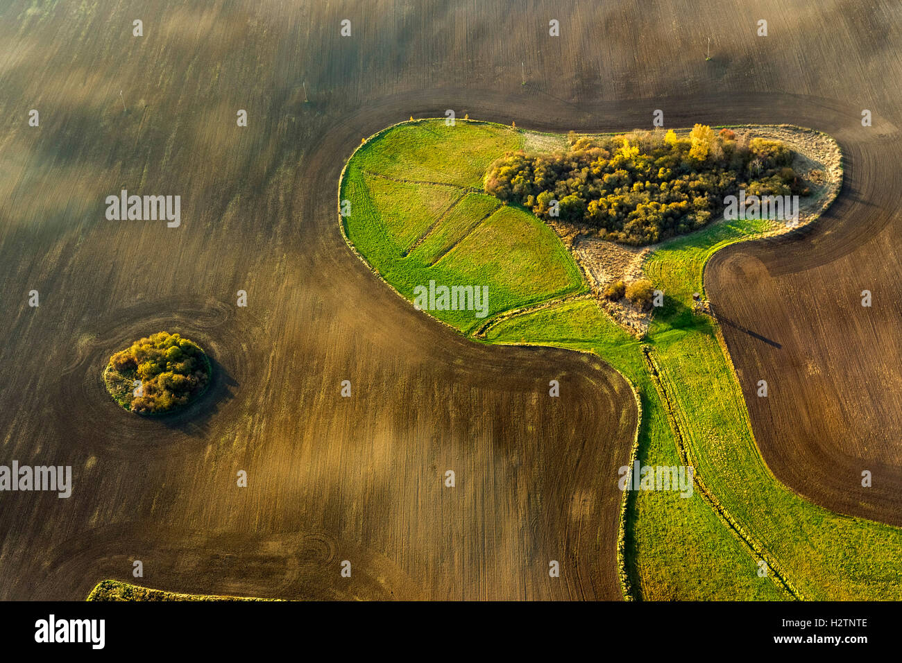Aerial picture, fields, acres with enclosed meadow in the form of a dog head Snoopy, Hohenzieritz, Mecklenburg lowland Stock Photo
