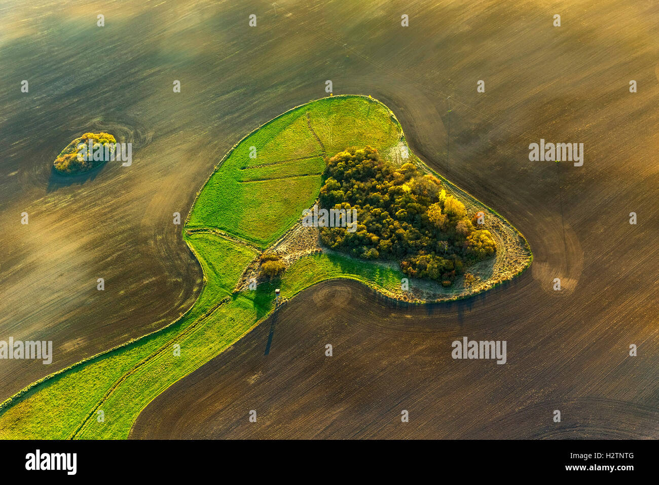 Aerial picture, fields, acres with enclosed meadow in the form of a dog head Snoopy, Hohenzieritz, Mecklenburg lowland Stock Photo