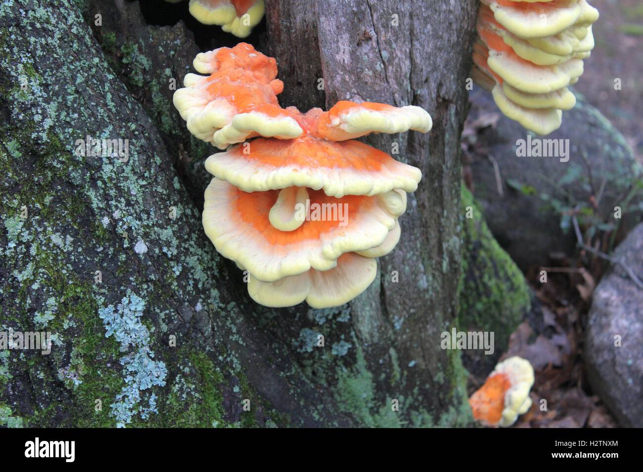 Fungi face hi-res stock photography and images - Alamy