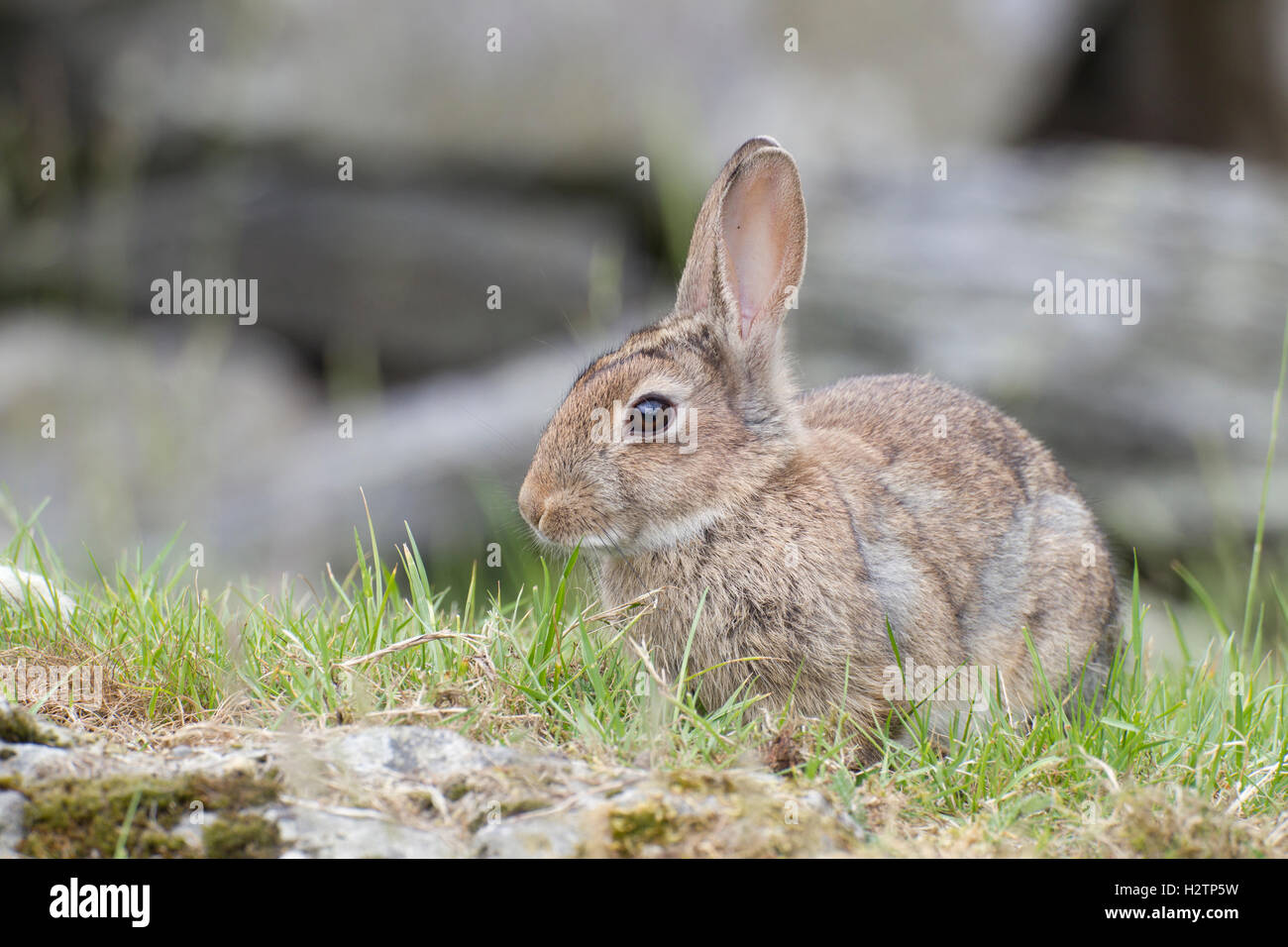 Rabbit, Oryctolagus cuniculus, Stock Photo