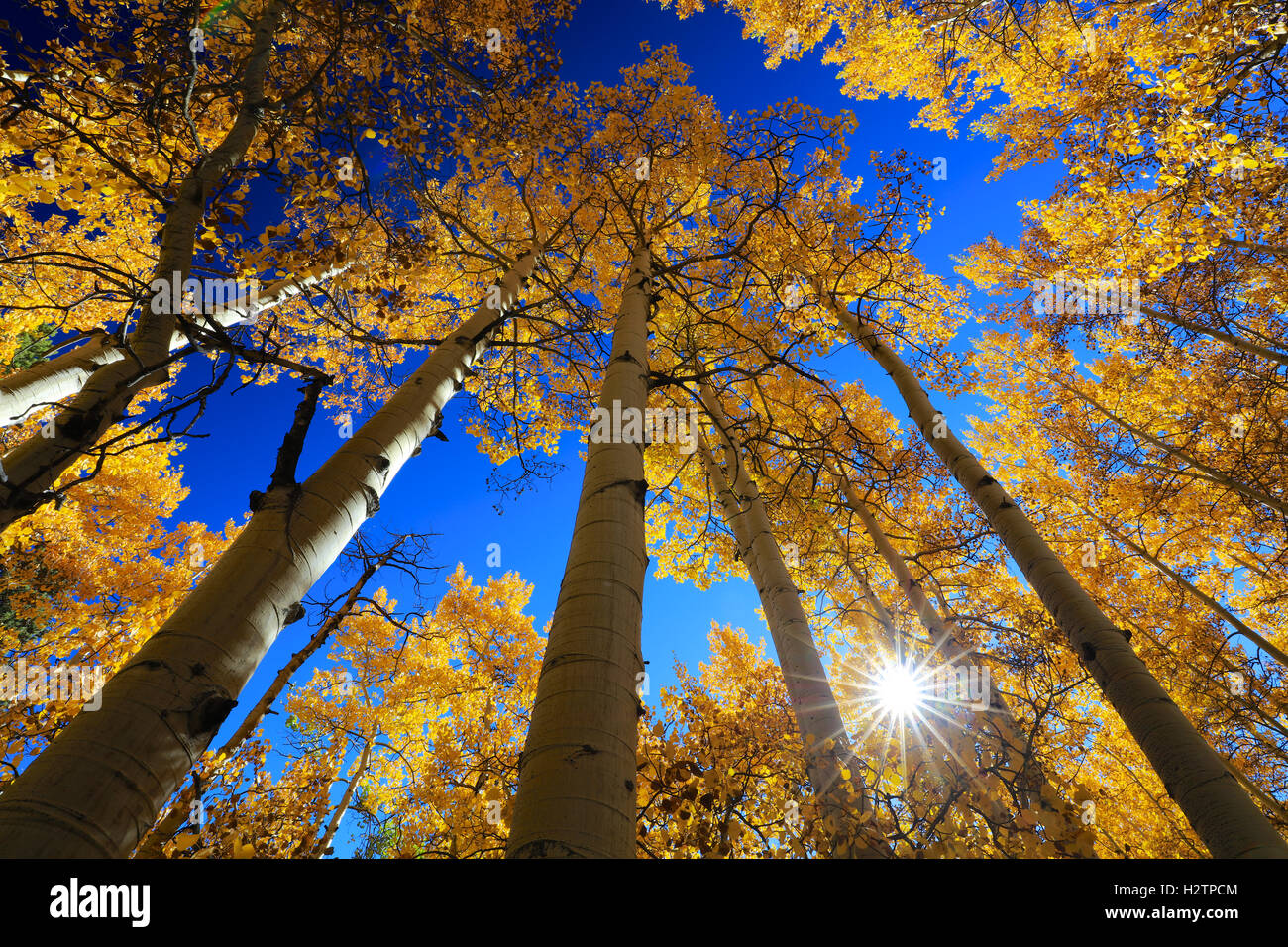 Autumn canopy of gold aspen leaves in forest and sunlight with blue sky
