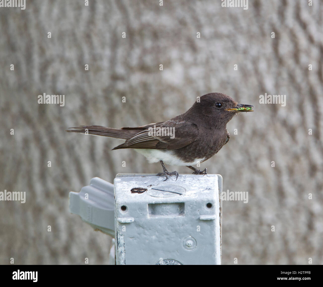 Black Phoebe, Sayornis nigricans, with insect in Roma Bluffs, Texas,2011 Stock Photo