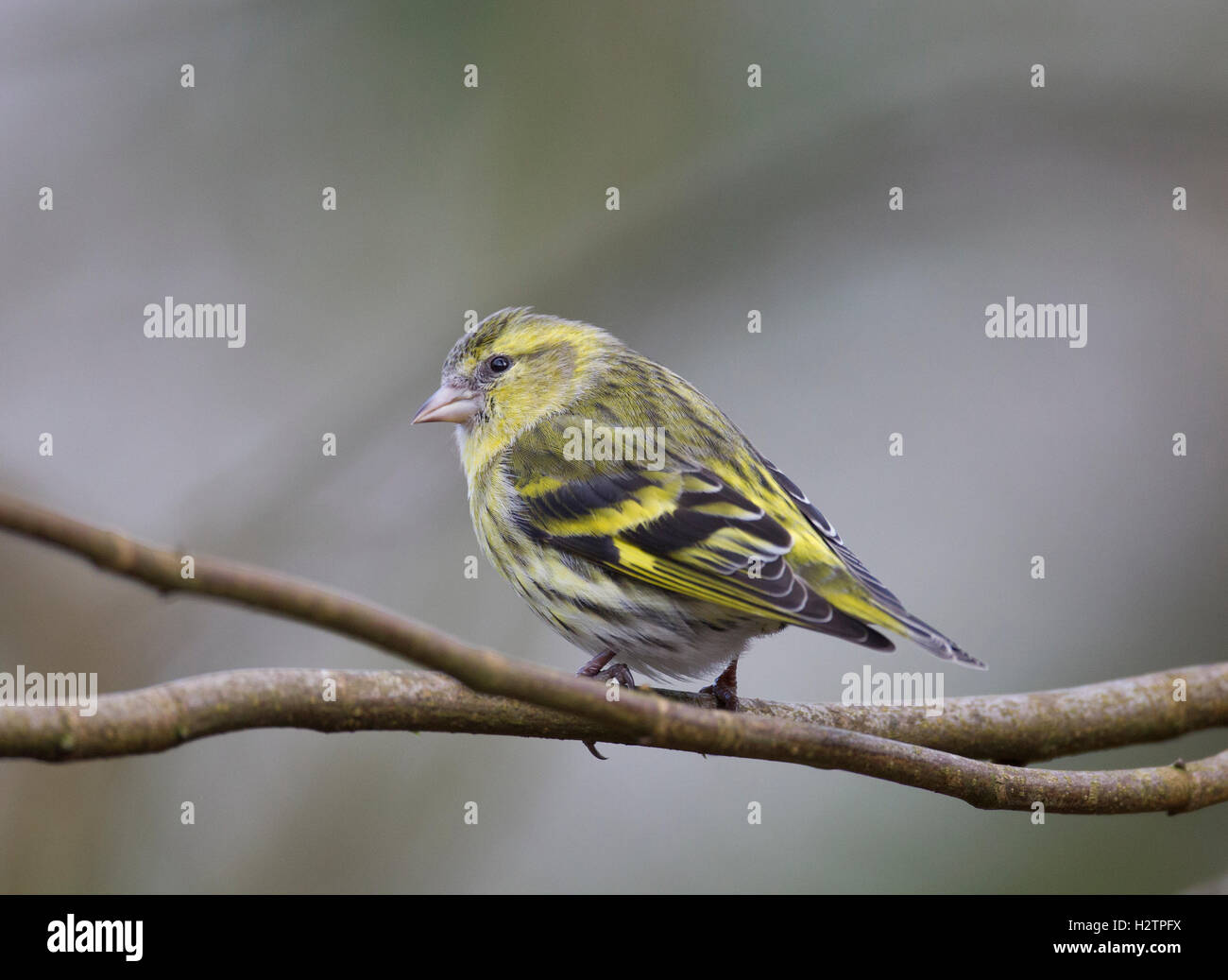 Siskin, Carduelis spinus, on a branch in winter Stock Photo