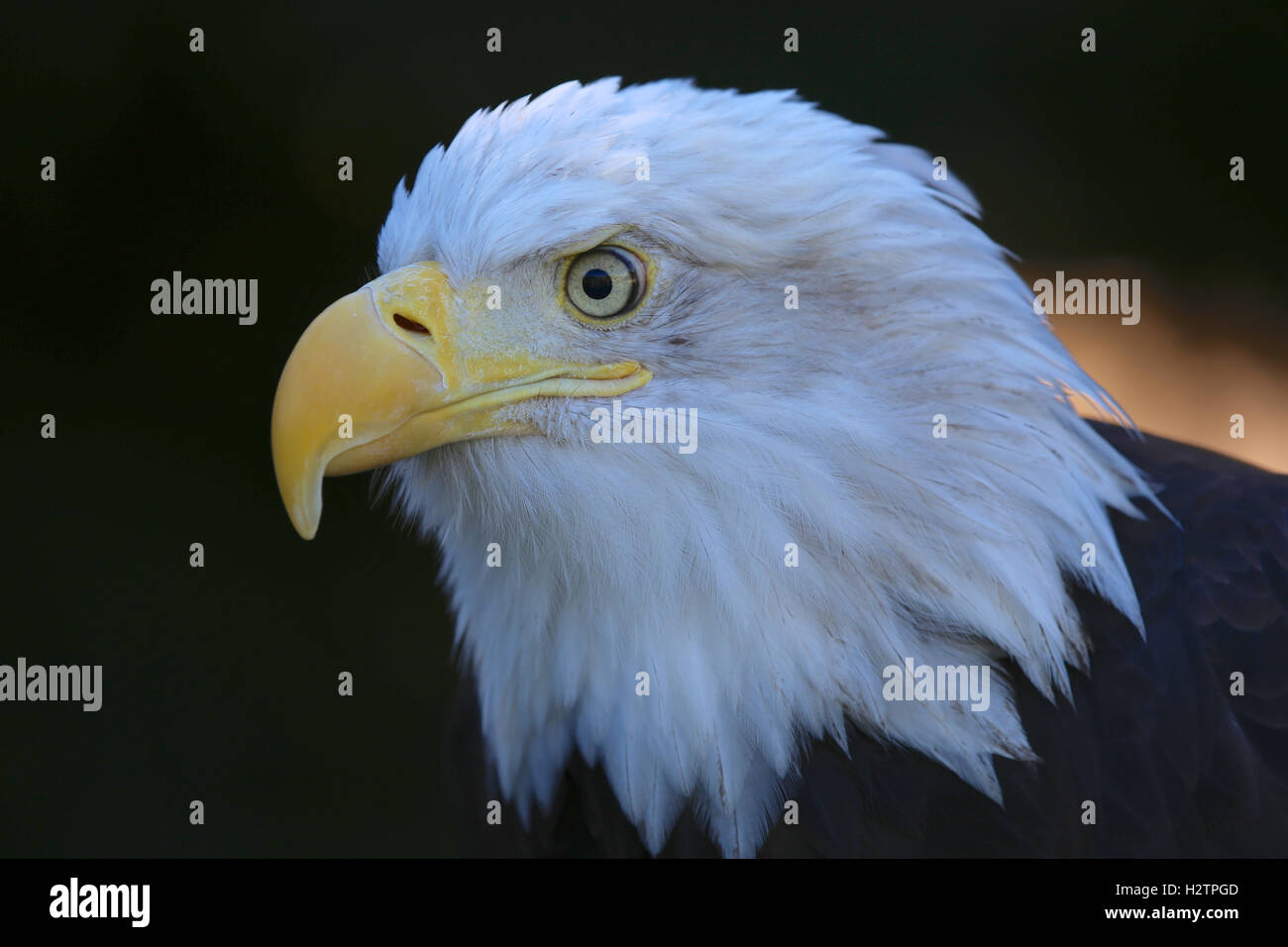 Bald eagle side profile close up Stock Photo - Alamy