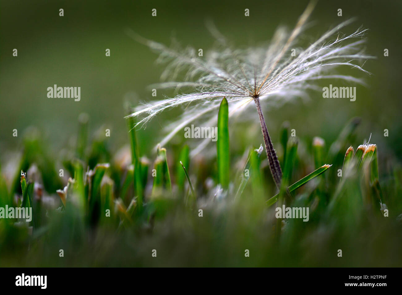 Dandelion seed in a yard or field green grass growing weeds Stock Photo
