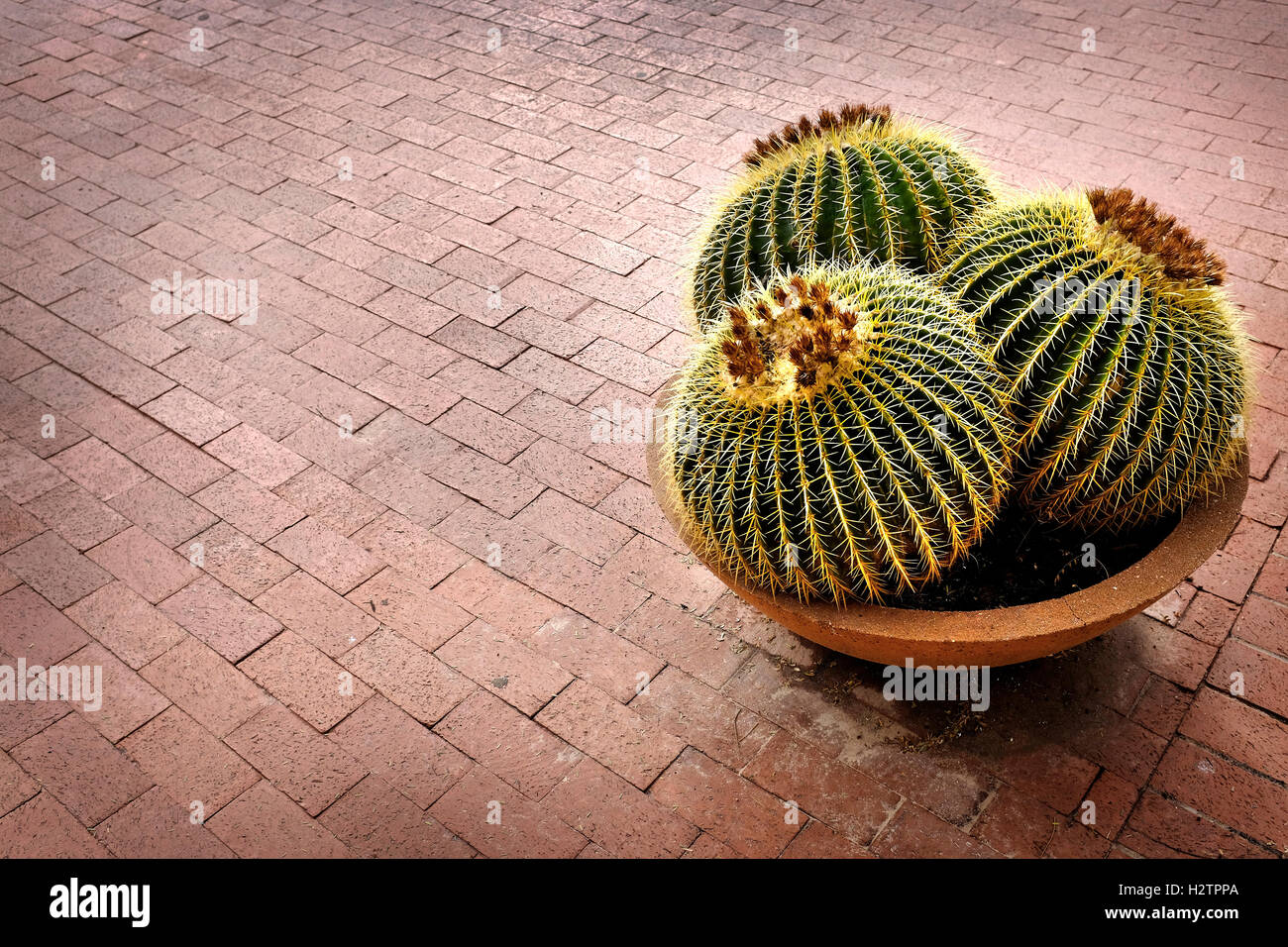 Several cactus cacti potted plant on patio of home for decoration Stock Photo