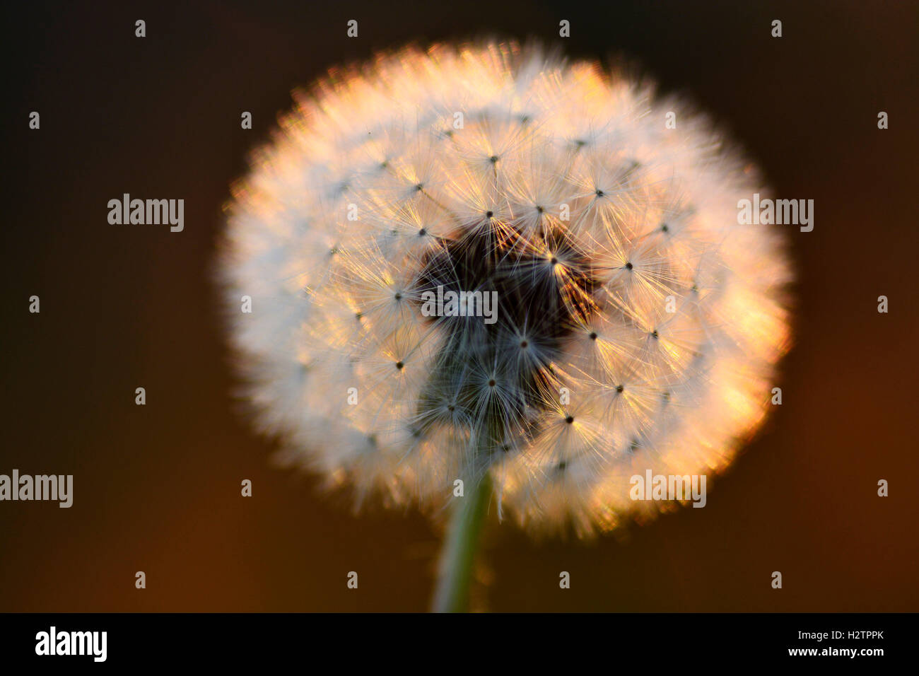 Detail of dandelion weeds seeds in sunlight Stock Photo