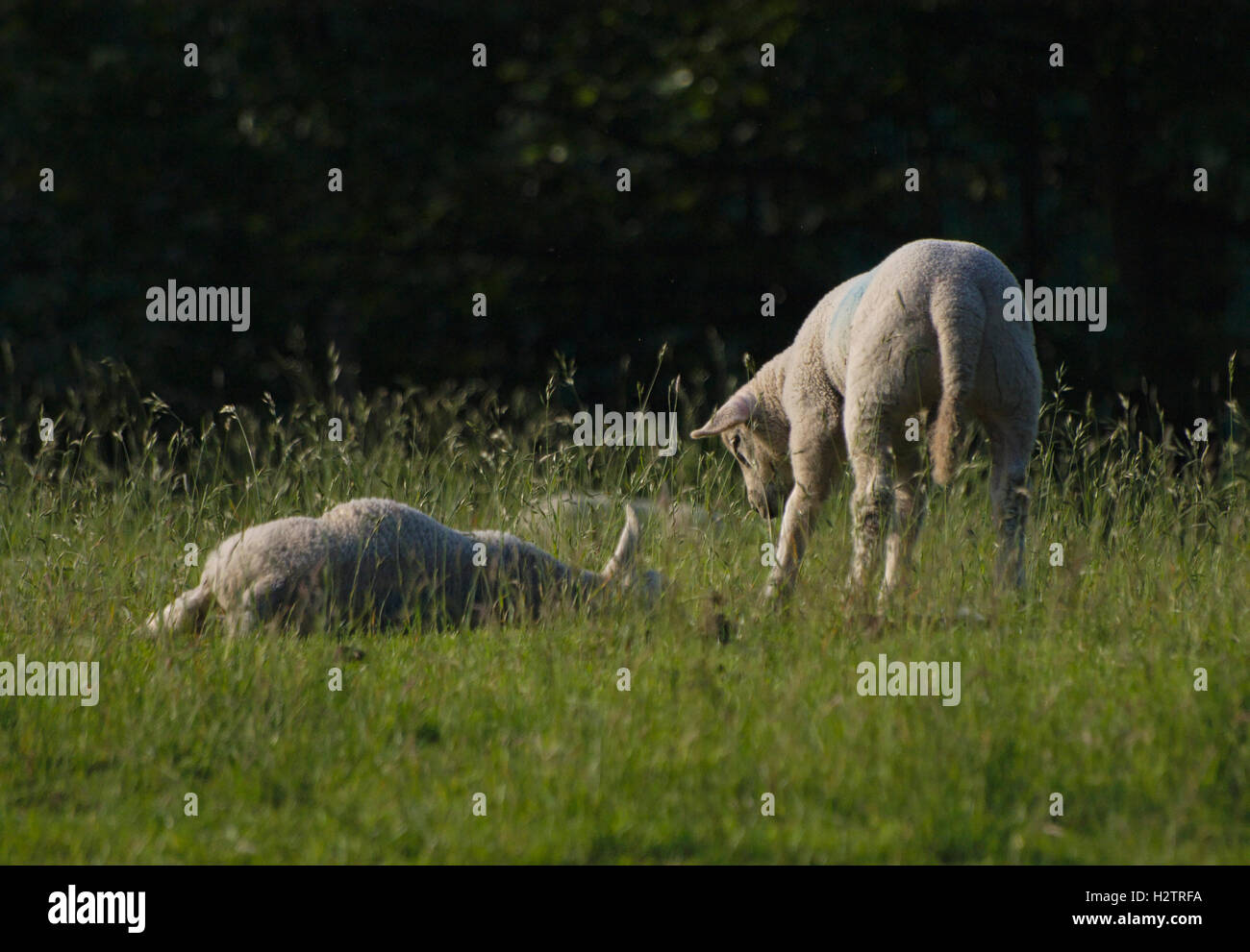 spring lambs sleeping resting