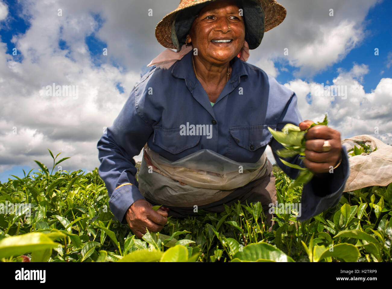 Woman harvesting tea, tea plants, tea plantation, Bois Chéri Tea Factory, Mauritius, Africa Stock Photo
