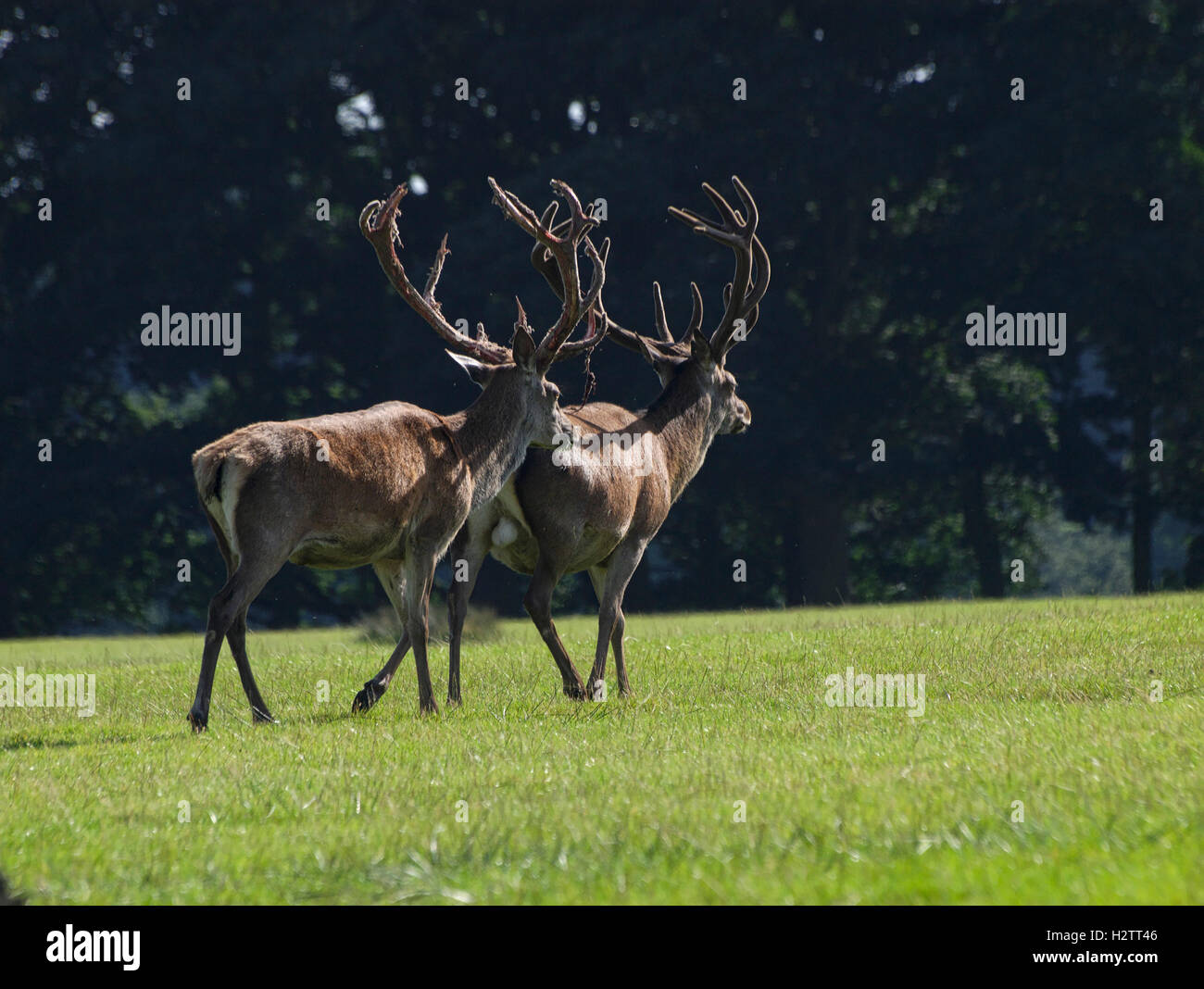 Red Deer Tatton Park Knutsford Cheshire Stock Photo - Alamy