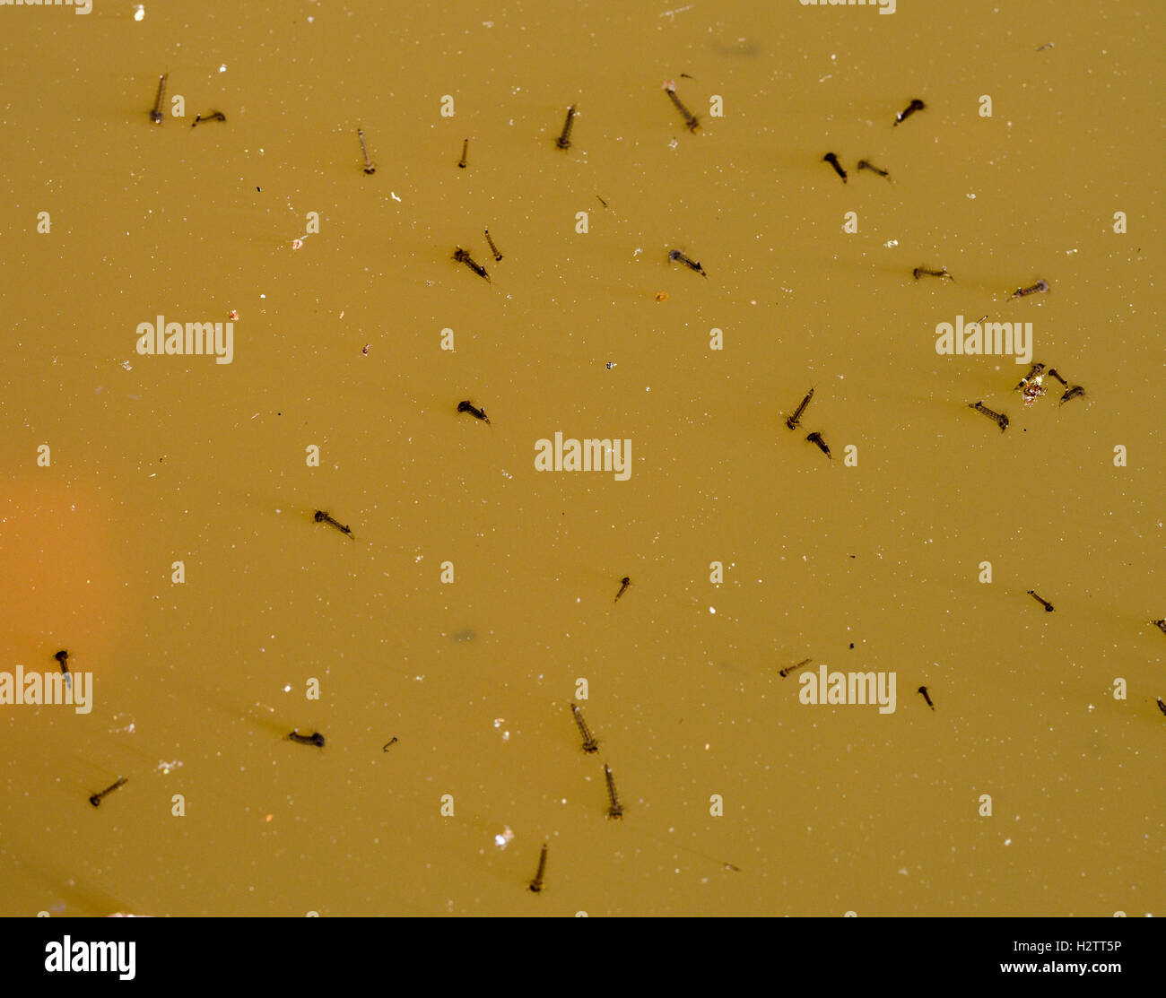 All 103+ Images what does mosquito larvae look like in a pool Latest