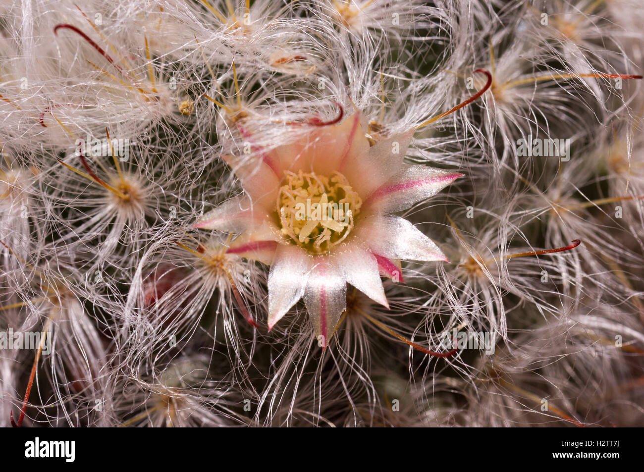 Mammillaria bocasana (Powder Puff Cactus, snowball cactus, powder-puff cactus, fishhooks) Stock Photo