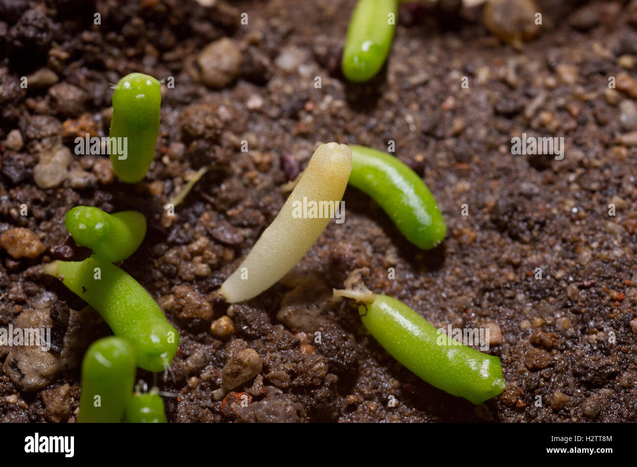 Coryphantha cactus seedlings Stock Photo