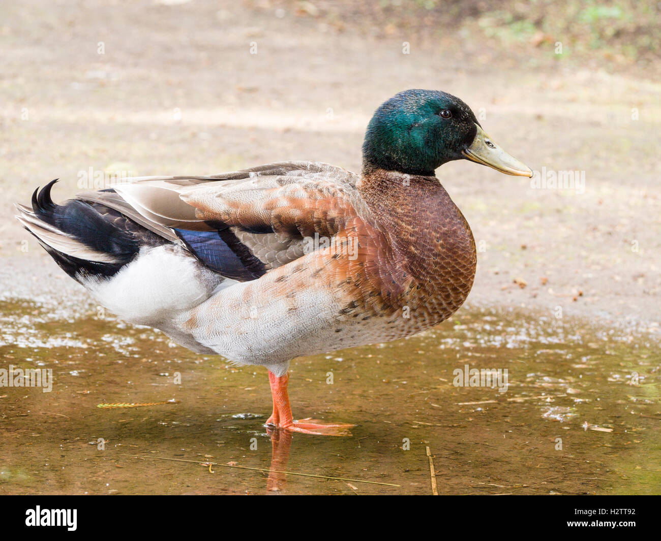 Side view of a mallard duck in a puddle. A full side view of a mail mallard duck standing in a very shallow puddle of water. Stock Photo