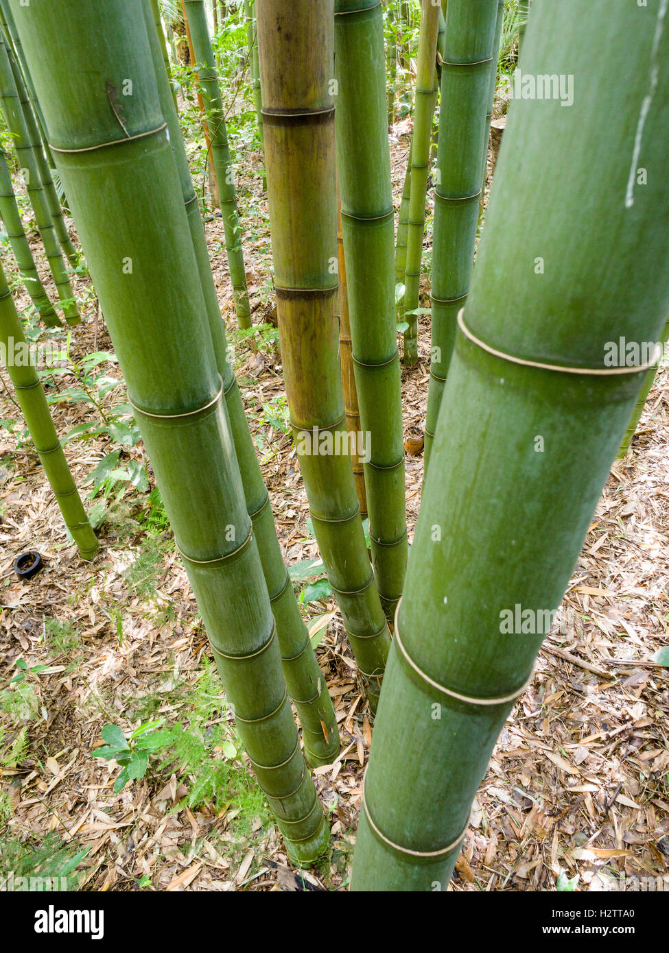 Bamboo Stalks Growing High Resolution Stock Photography and Images Alamy