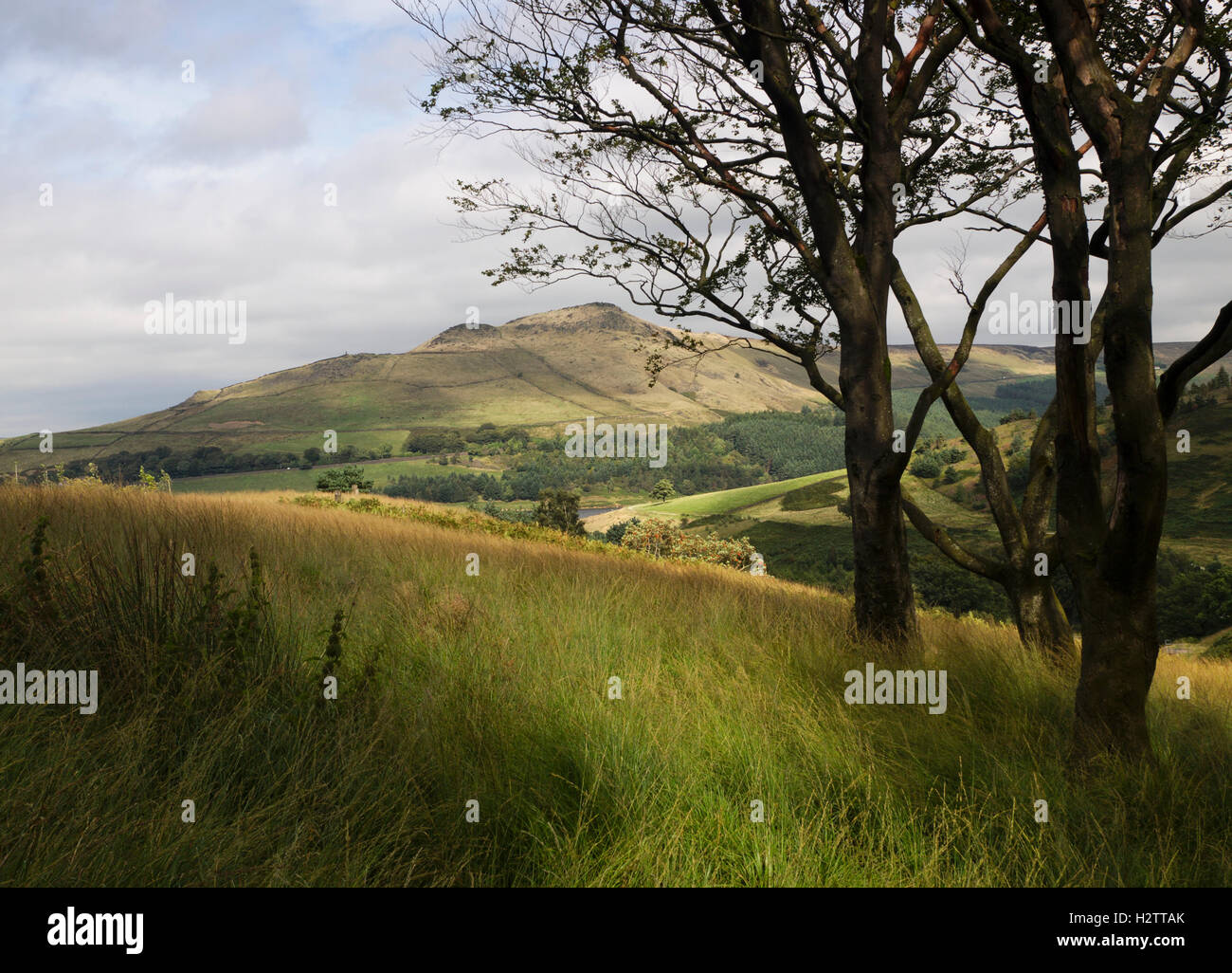 Aldermans and 'the lonely tree' from Chew Piece Plantation, Dovestone's Reservoir, Greenfield Stock Photo