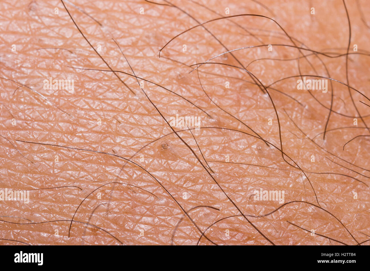 Close up to a male human skin Stock Photo
