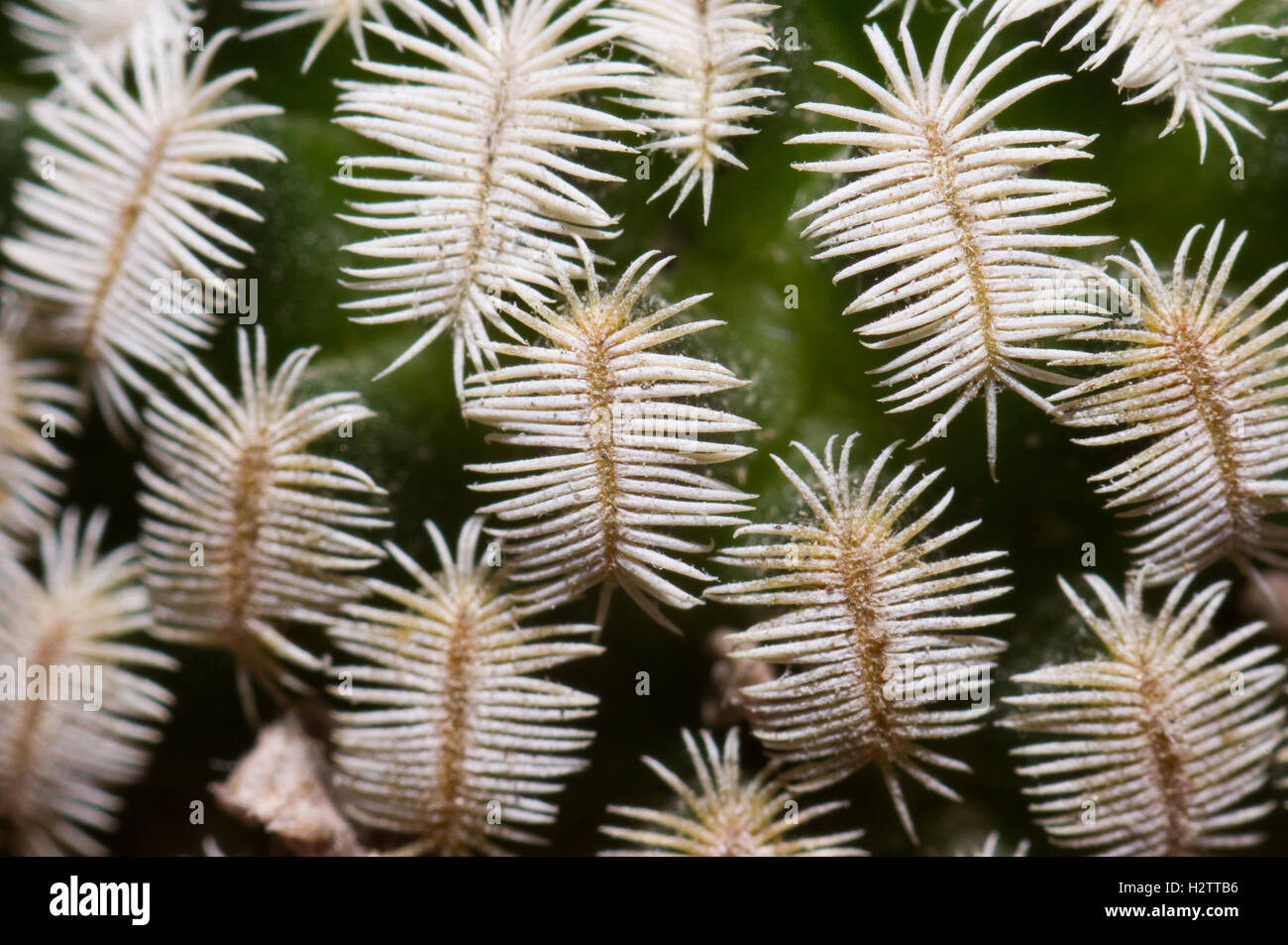 Detail of the spines of a Mammillaria pectinifera Stock Photo