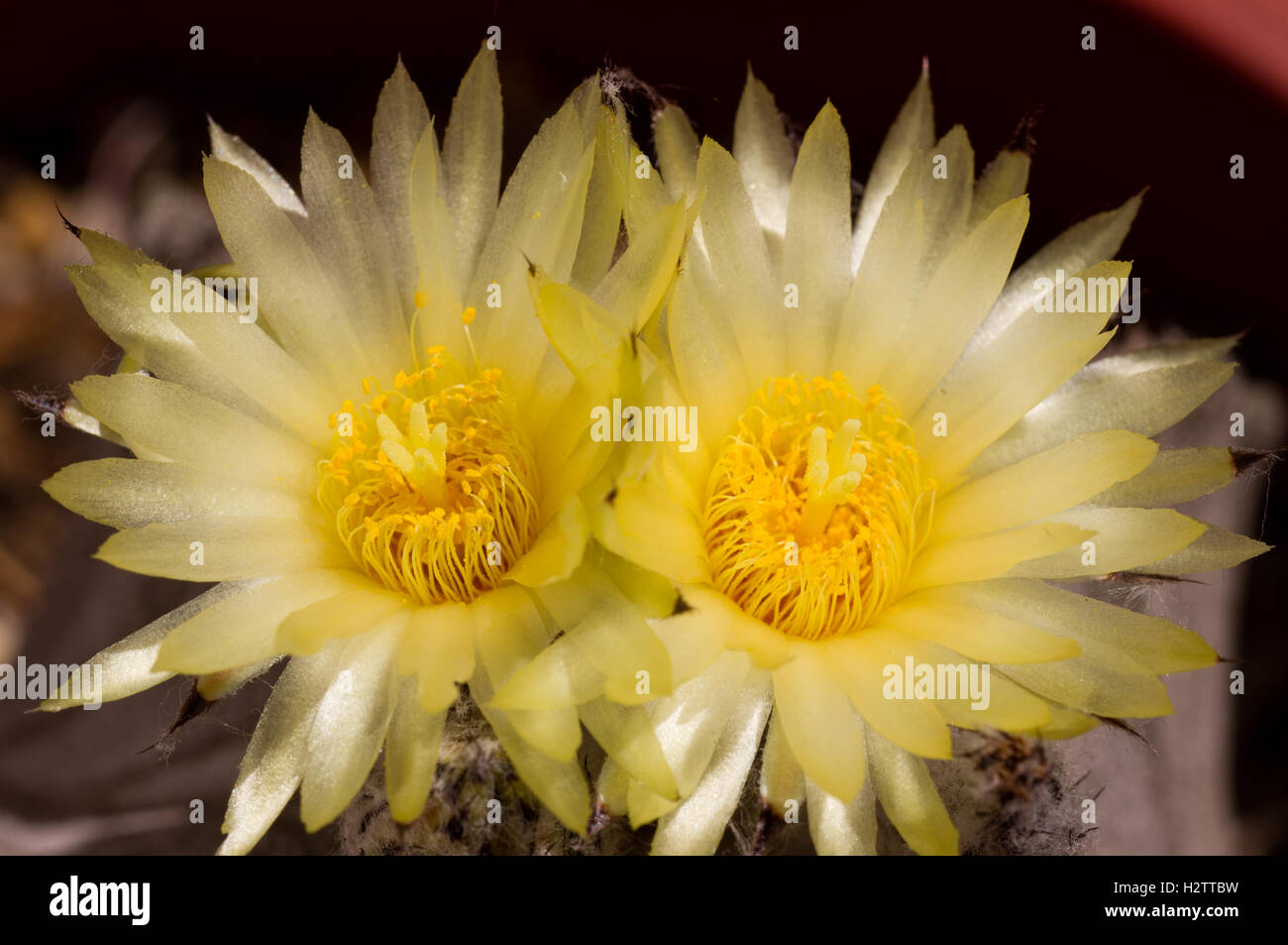 Astrophytum myriostigma, Bishop's Cap Cactus in bloom. Stock Photo