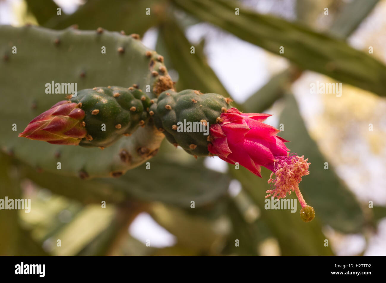 Flower of Opuntia cochenillifera Stock Photo