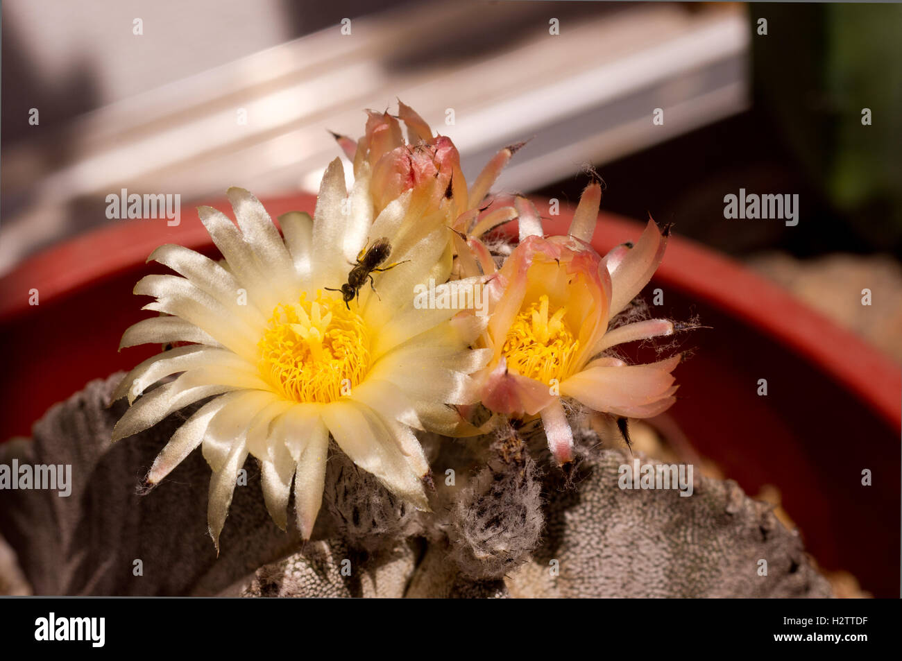 Astrophytum myriostigma (Bishop's Cap Cactus) being pollinated by a native bee species Stock Photo
