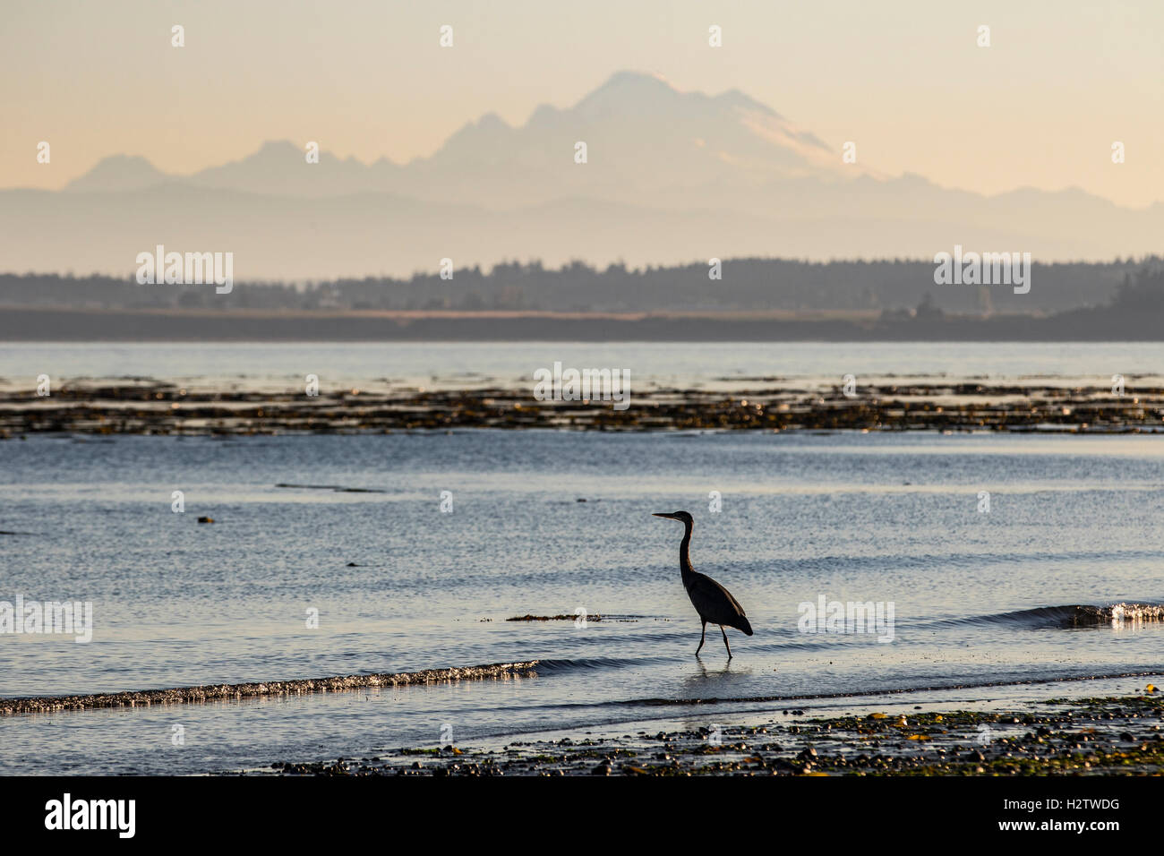 Great blue heron bird silhouette, Ardea herodias, at the North Beach of Port Townsend with Mount Baker during sunrise. Stock Photo