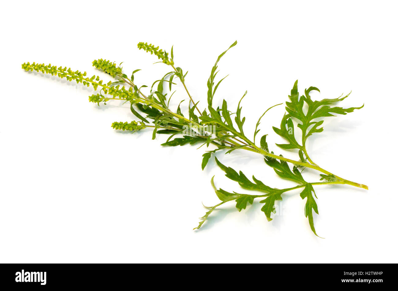 Common Ragweed (Ambrosia artemisiifolia) on a white background Stock Photo