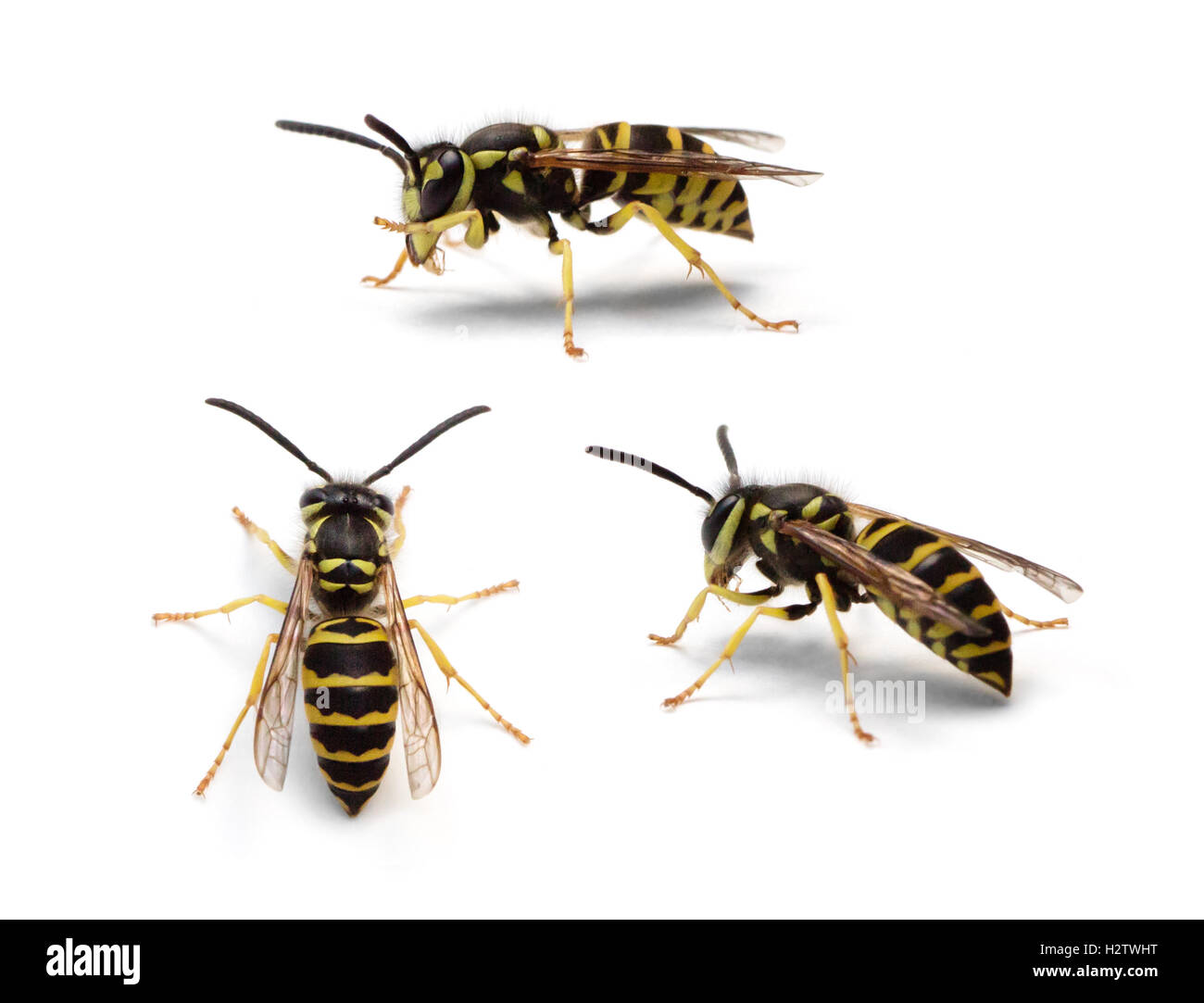 Group of Eastern Yellowjacket worker wasps (Vespula maculifrons) isolated on a white background Stock Photo