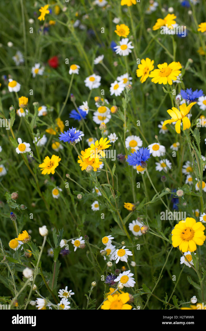 Europe meadows wildflowers plants hi-res stock photography and images ...