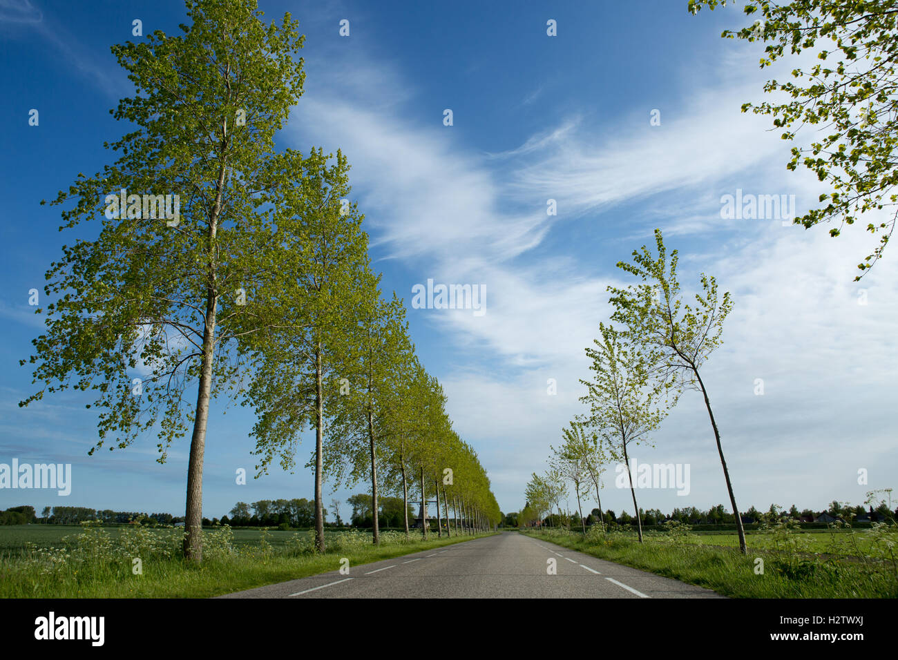 Isolated road with trees Stock Photo Alamy
