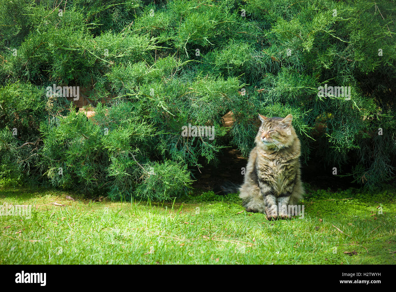 Cat quiet and relaxed sitting on green field with close eyes Stock