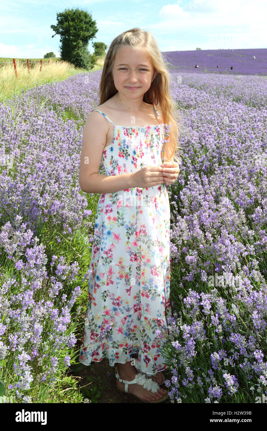 People take advantage of the sunny weekend weather by visiting Hitchin Lavender at Cadwell Farm, Ickleford, Hertfordshire  Featuring: Chloe Where: Hitchin, United Kingdom When: 24 Jul 2016 Stock Photo
