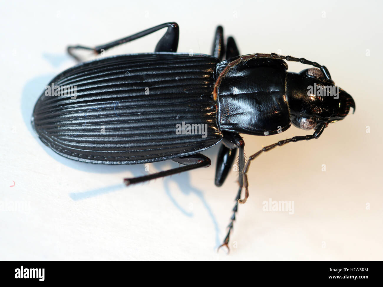 dead black ground or black clock beetle Stock Photo Alamy