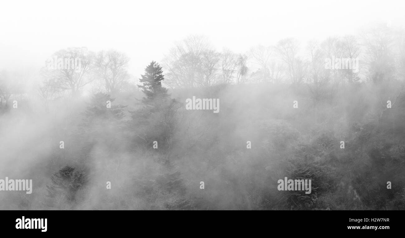 foggy dark forest background,monochrome Stock Photo - Alamy