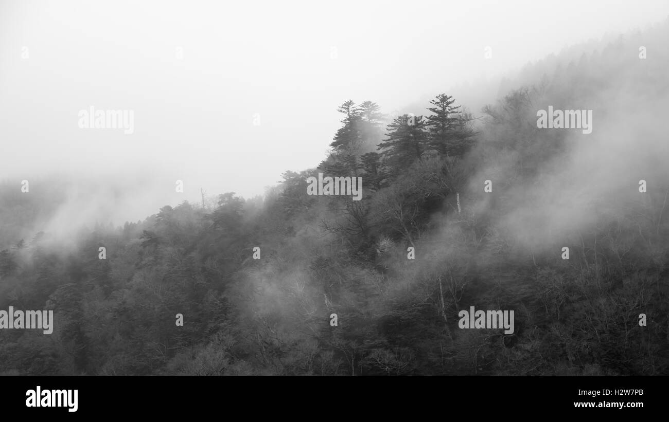 Abstract foggy dark forest background,monochrome Stock Photo - Alamy
