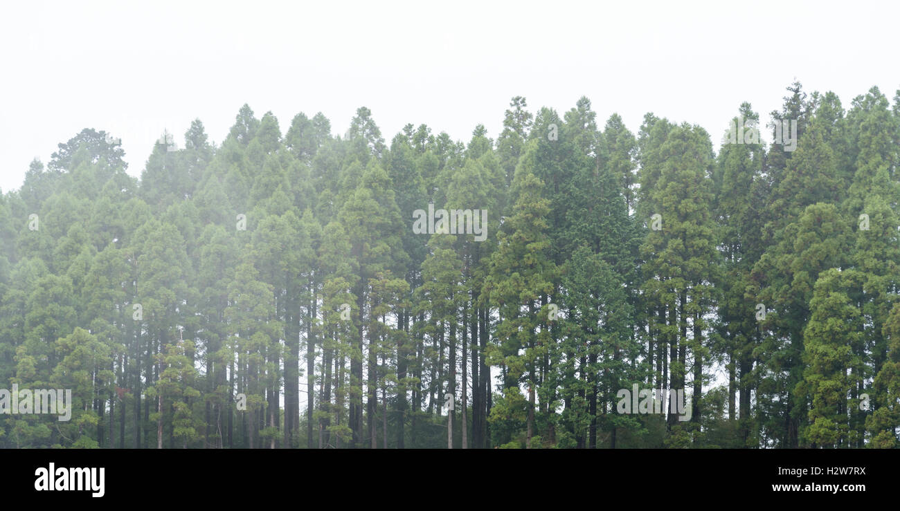 Abstract foggy dark forest background,monochrome Stock Photo - Alamy