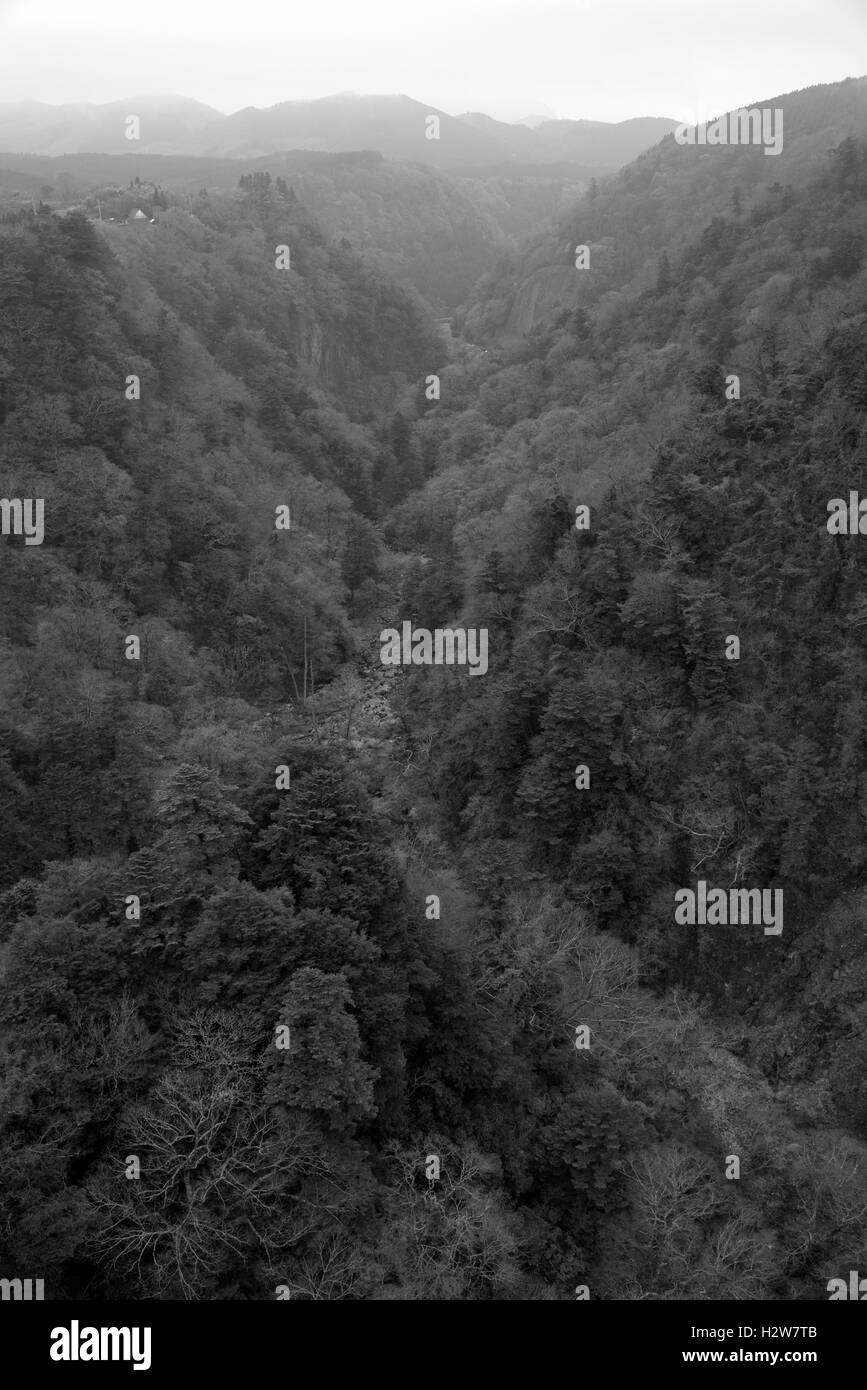 Abstract foggy dark forest background,monochrome Stock Photo - Alamy