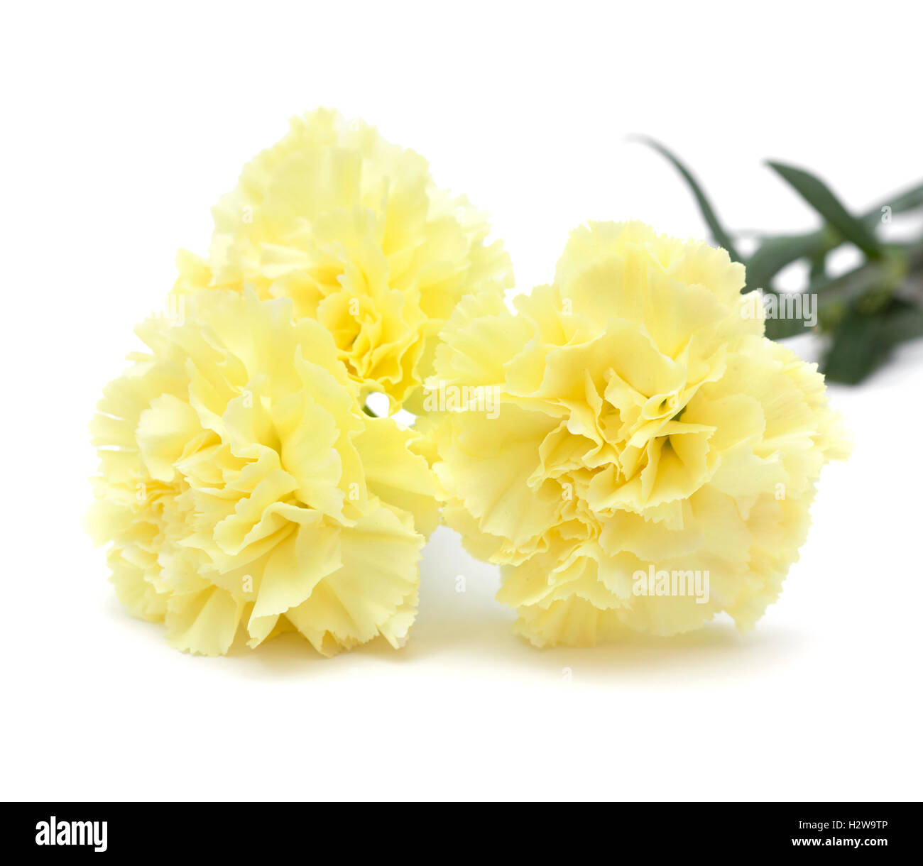 pale yellow carnation flowers isolated on white background Stock Photo