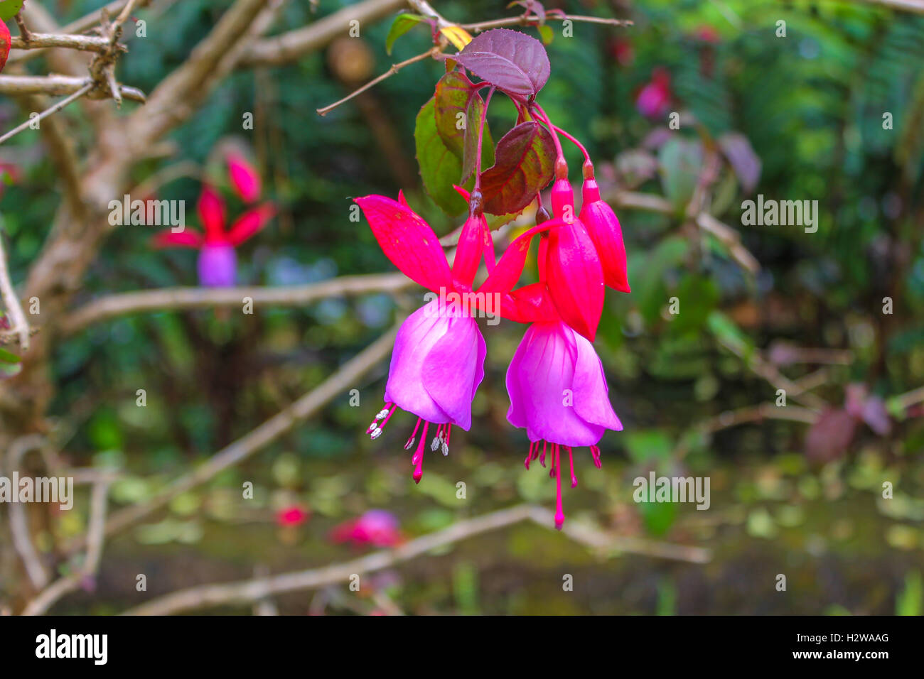 Purple Irish Fuchsia Flowers Stock Photo - Alamy