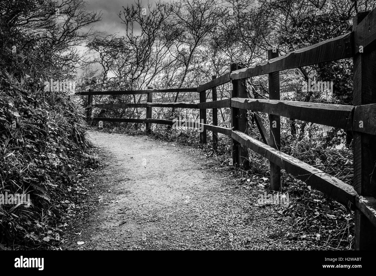 Black And White Woodland Trail Stock Photo Alamy