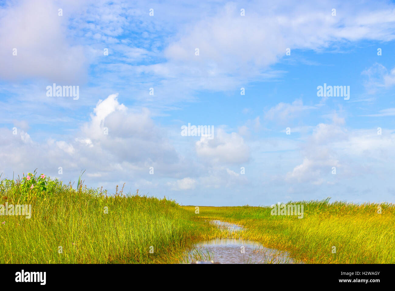 Sun shining on the golden sawgrass in the Everglades National Park Stock Photo