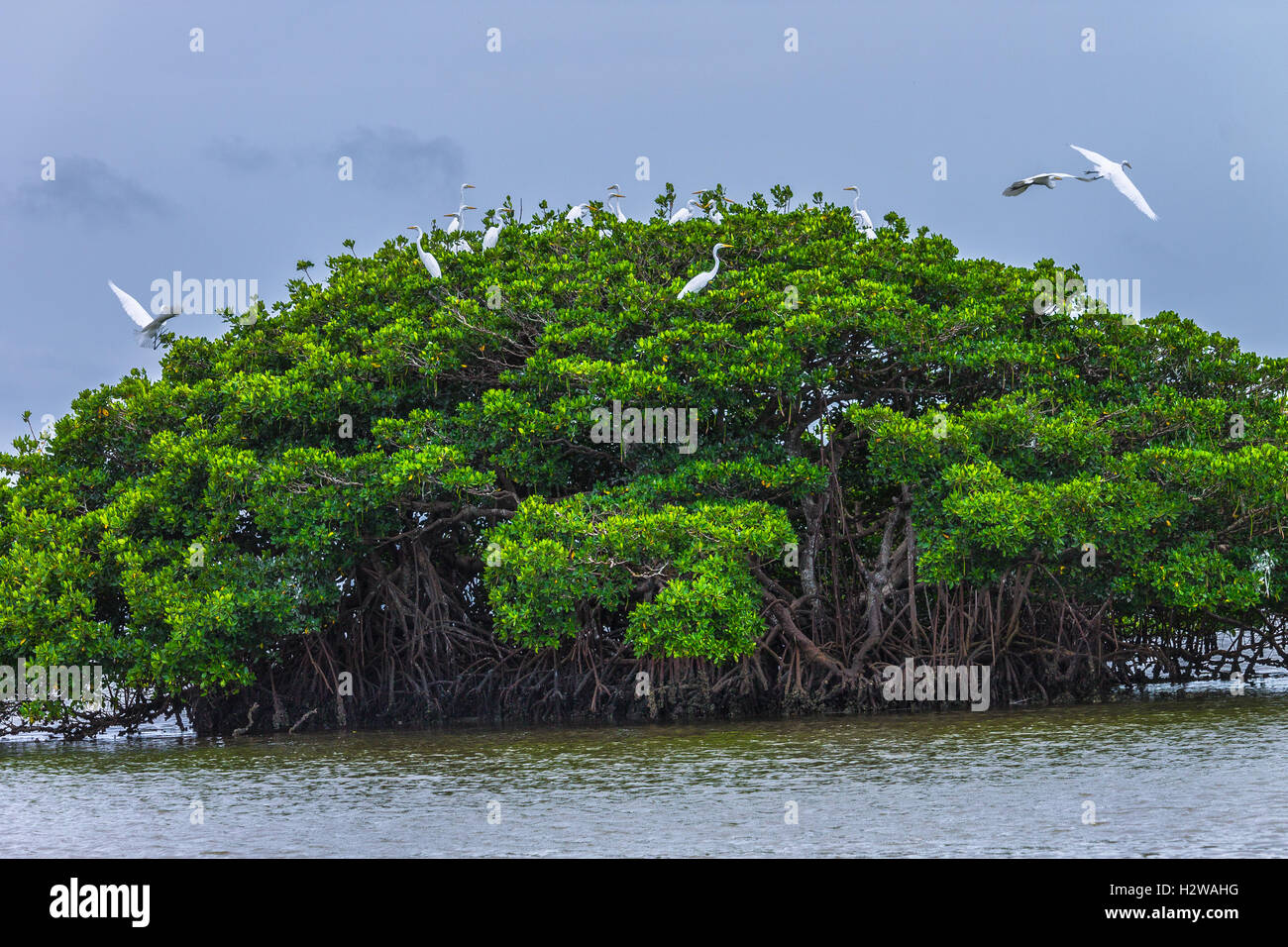 Great White Egrets perched on a tree. Stock Photo