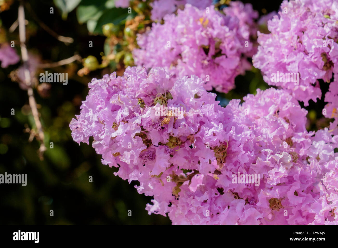 Crape Myrtle, Lagerstroemia indica ‘Early Bird Lavender’ blossoms, close up. USA Stock Photo