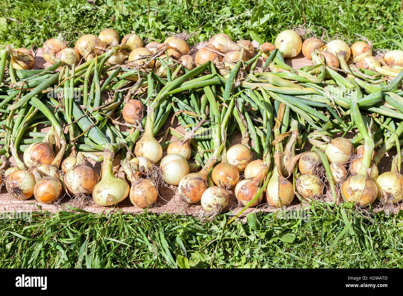 Onion Grass High Resolution Stock Photography and Images Alamy