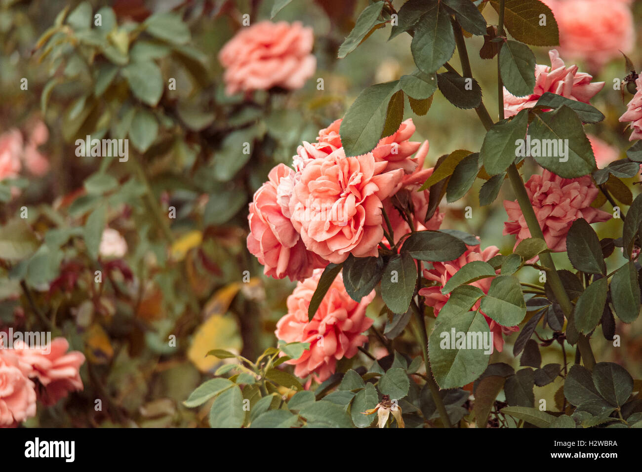 Beautiful roses garden. Rose flowers hiding in leaves. Vintage color