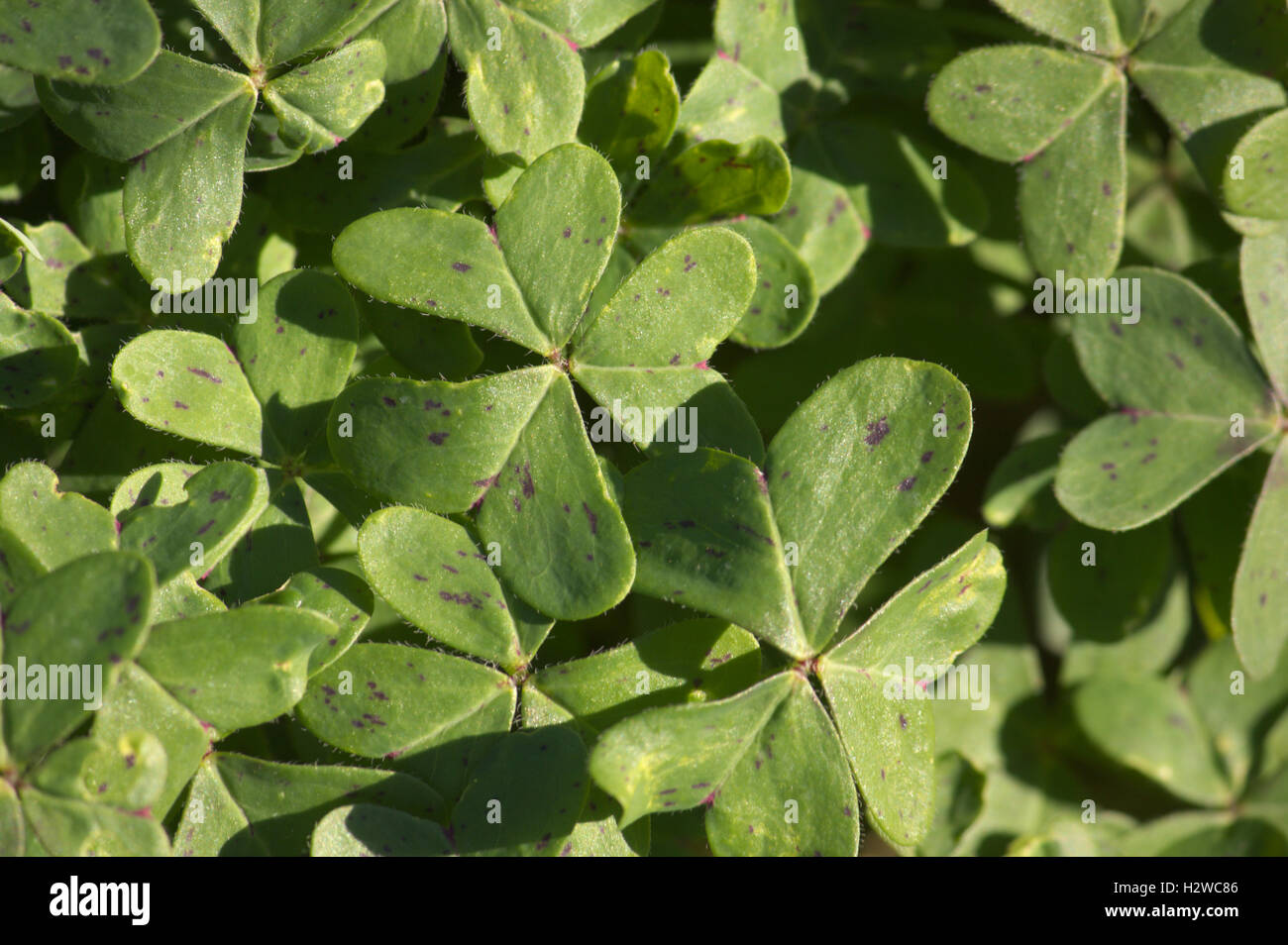 Close-up of a group of clover leaves green. Stock Photo