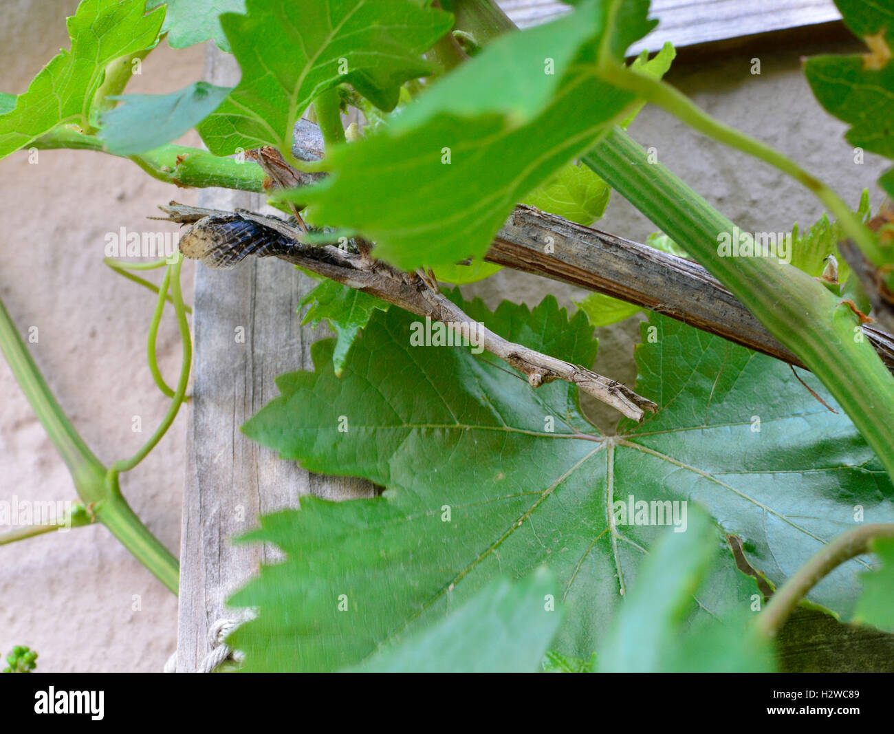 Master of disguise. Stick Insect. Stick Praying Mantis. Phasmida. Master of camouflage. Stick mantis. Stock Photo