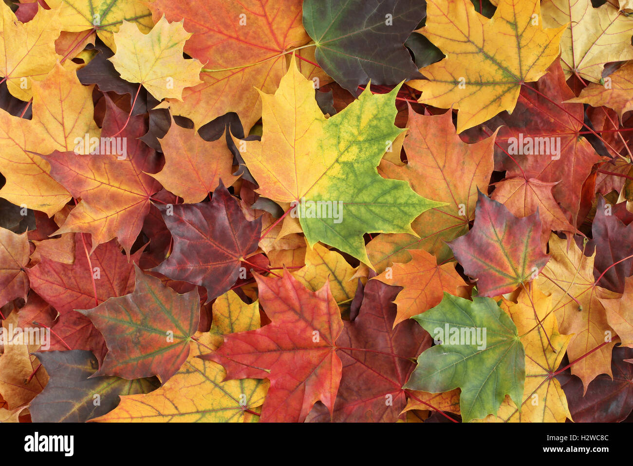 Background purple maple leaf hi-res stock photography and images - Alamy